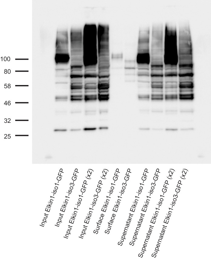 Figure 2—figure supplement 1.