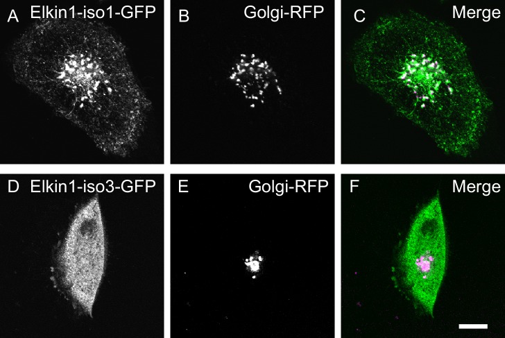 Figure 2—figure supplement 2.