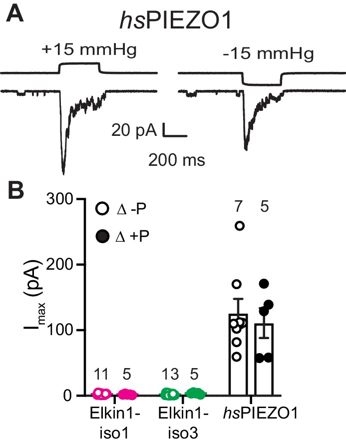 Figure 3—figure supplement 2.