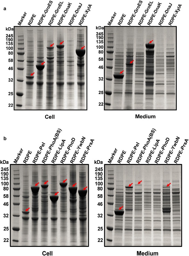 Fig. 3