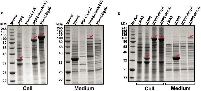 Fig. 4