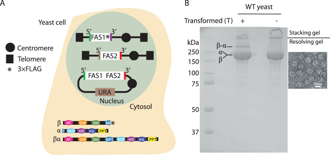 Fig. 2