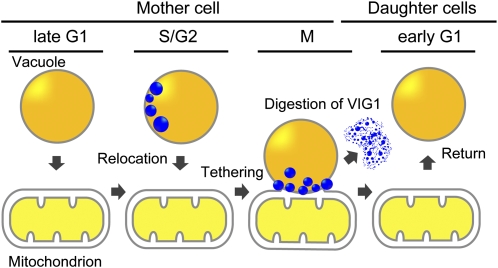 Figure 6.