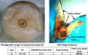 Fig. (3)
