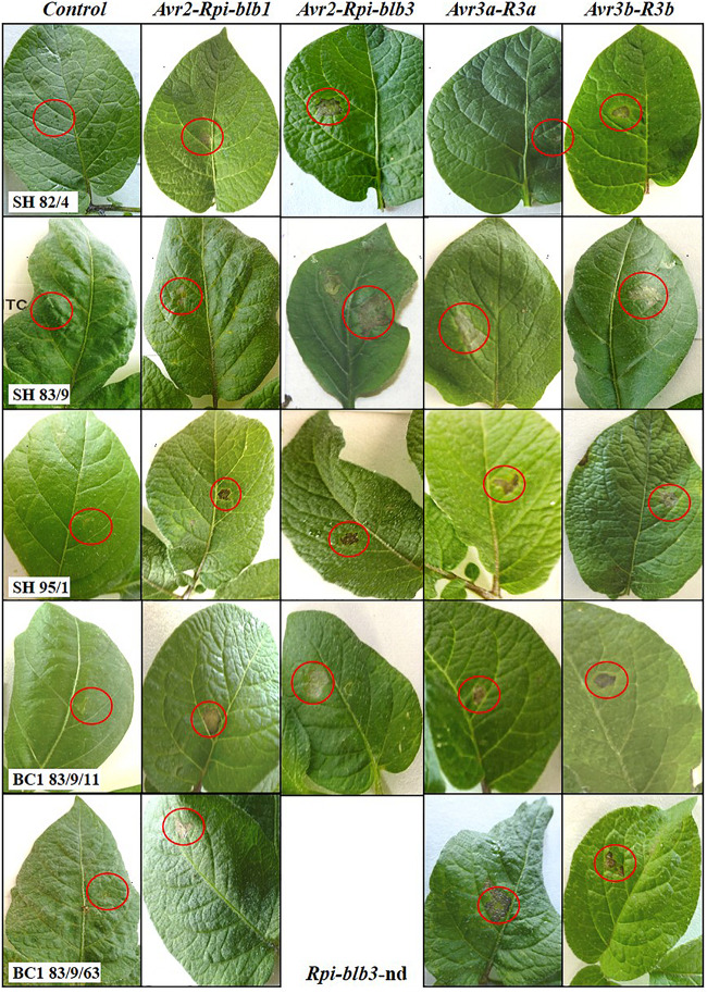 FIGURE 2