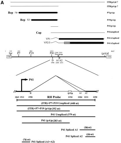 FIG. 1.