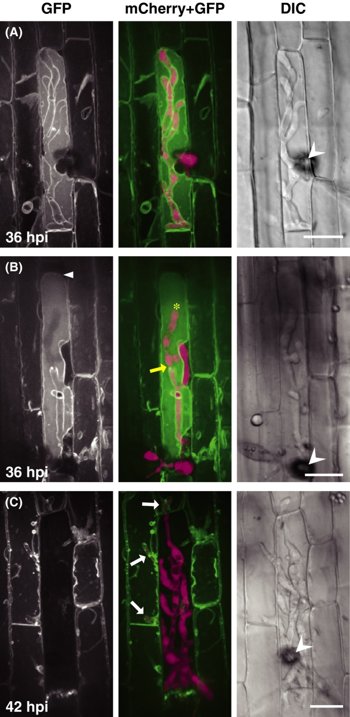 Figure 2