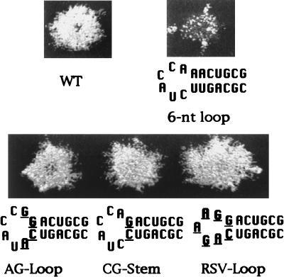 FIG. 5