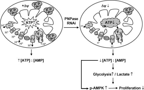 FIG. 10.