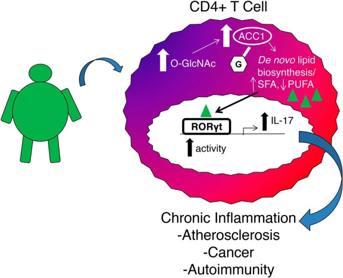 Elevated O-glcnacylation Enhances Pro-inflammatory Th17 Function By 