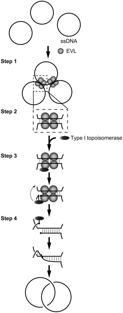 Figure 7.