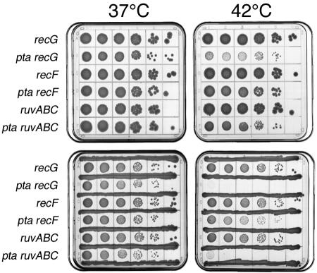 FIG. 8.