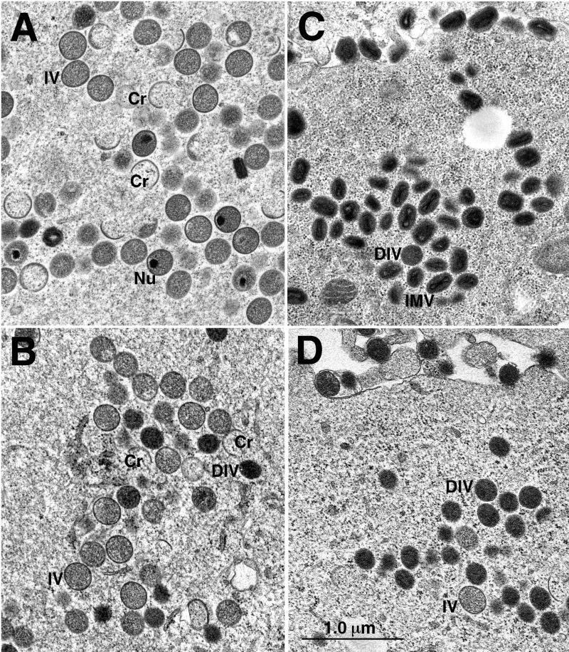 FIG. 7