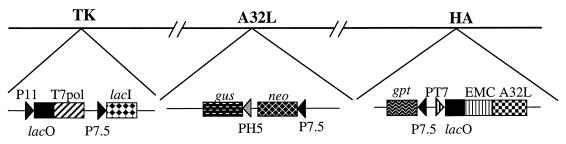 FIG. 1