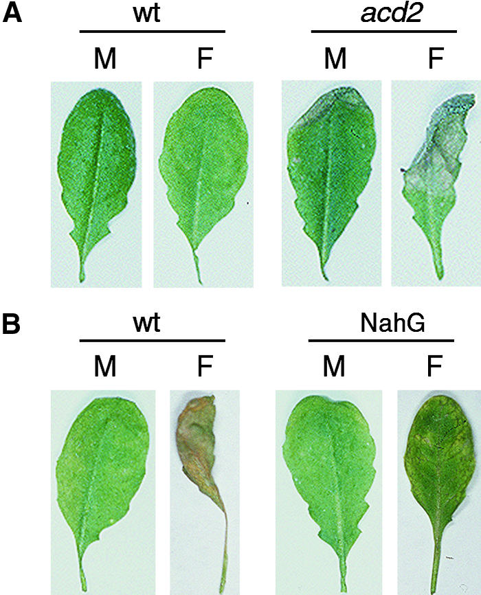 Figure 4.