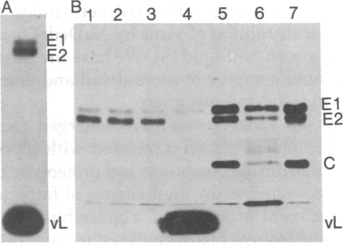 graphic file with name pnas00004-0170-a.jpg