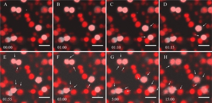 Fig 3