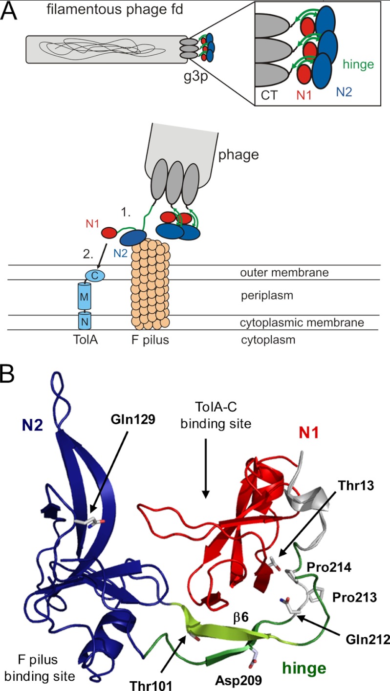 FIGURE 1.