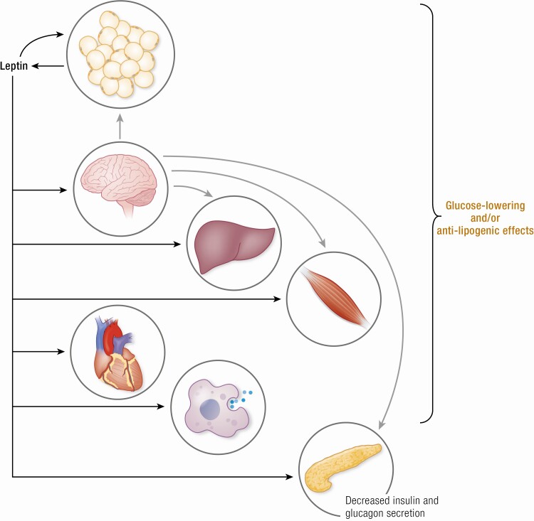 Graphical Abstract