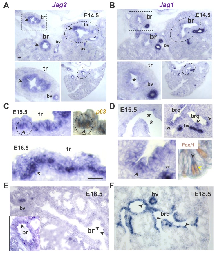 Figure 1—figure supplement 1.