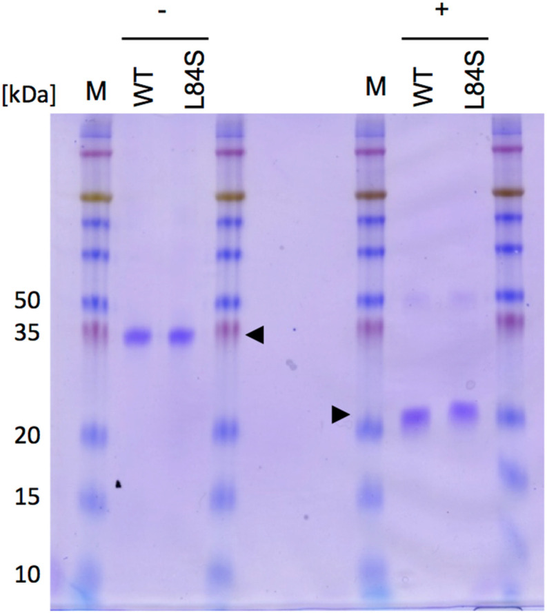 Fig. 4