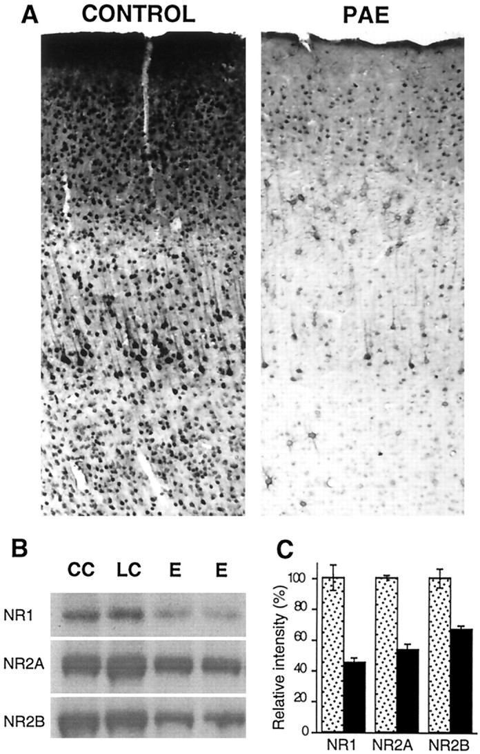 Fig. 10.