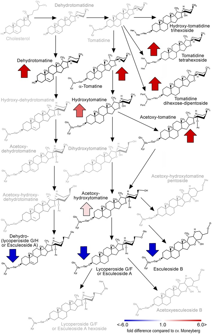 FIGURE 6