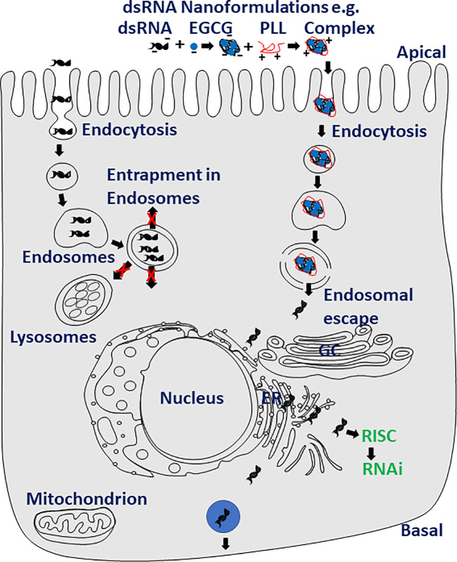 Figure 2