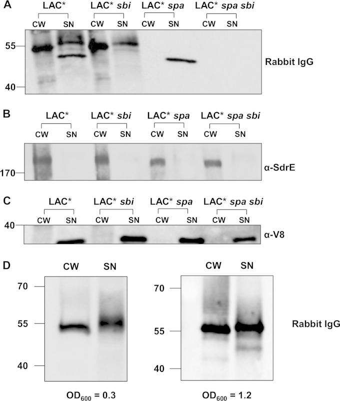 FIG 2