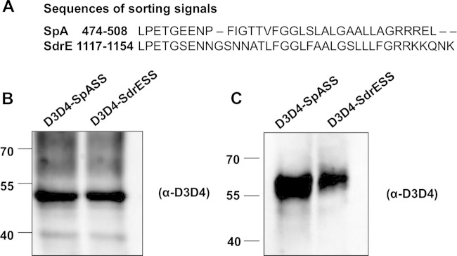 FIG 6