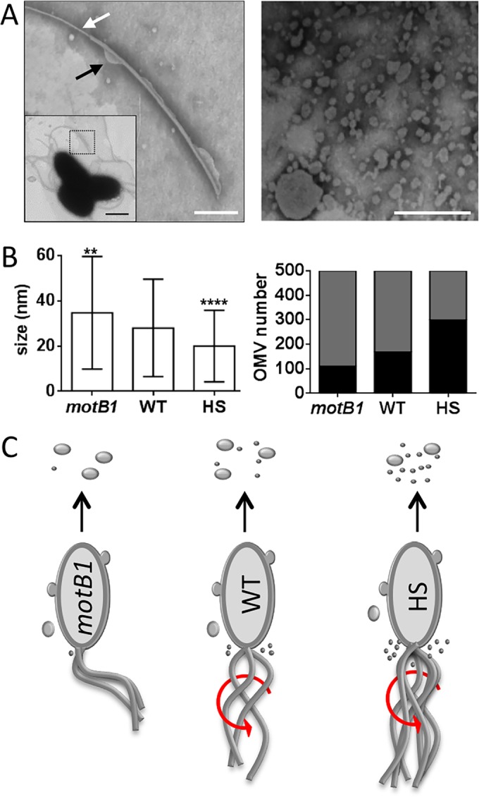 FIG 6