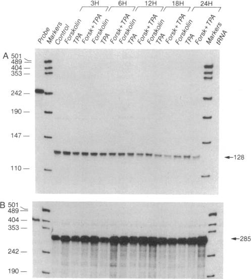 graphic file with name pnas01083-0441-a.jpg