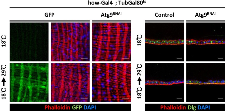 Figure 4—figure supplement 1.