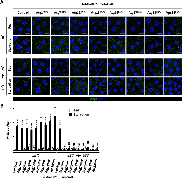 Figure 5—figure supplement 2.