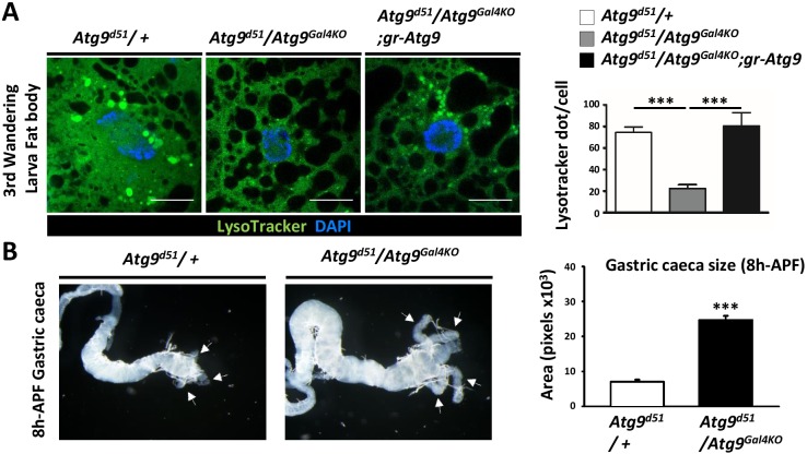 Figure 1—figure supplement 1.