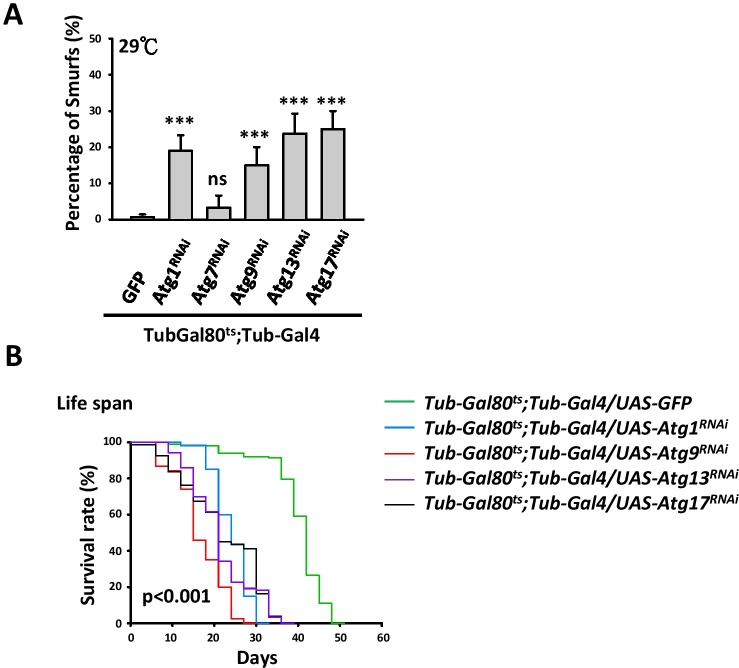 Figure 5—figure supplement 1.