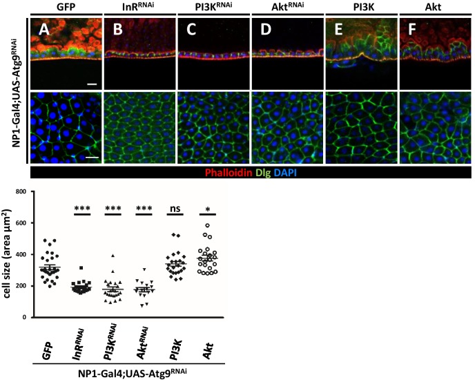 Figure 6—figure supplement 2.