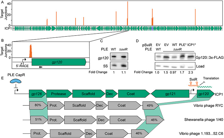 Figure 4)