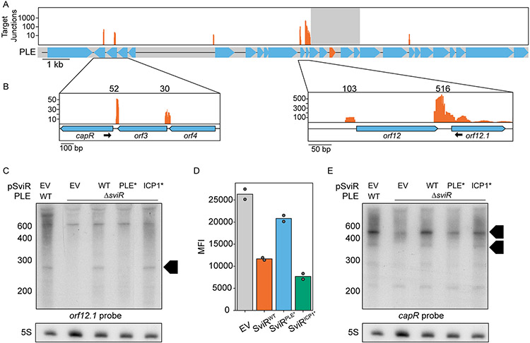 Figure 5)