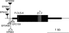 F<sc>igure</sc> 1.—