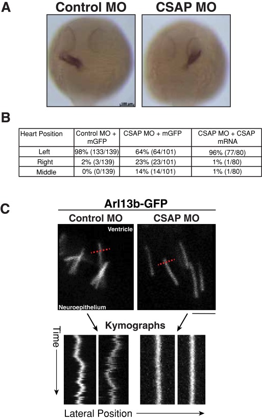 FIGURE 6: