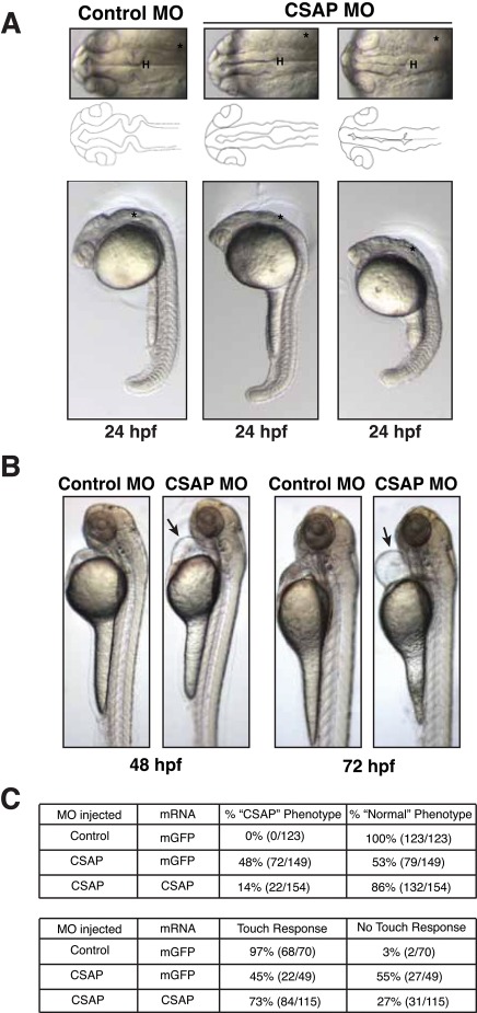 FIGURE 4: