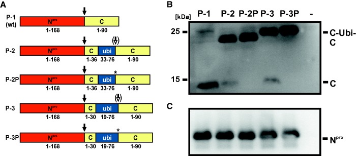 Fig. 4.—