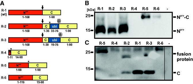 Fig. 3.—