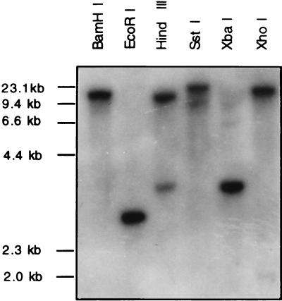 FIG. 5