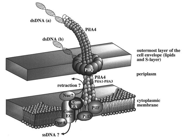 FIG. 2.