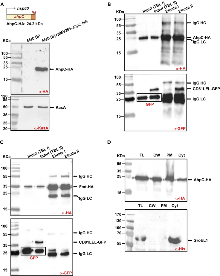 Figure 4