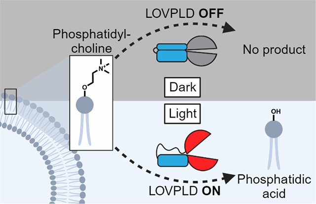 graphic file with name nihpp-2023.08.31.555787v1-f0001.jpg
