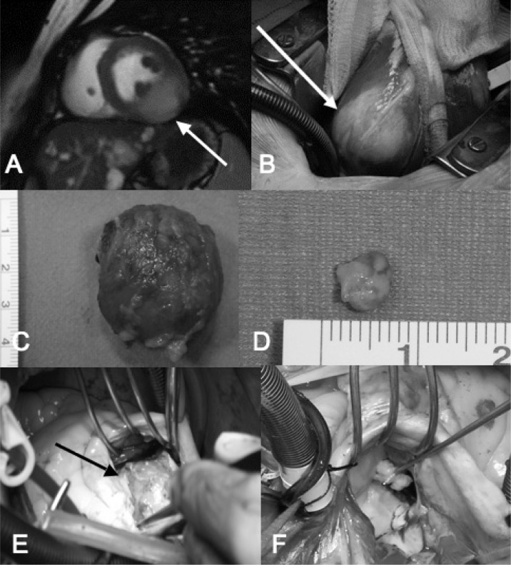 Fig. 2 - A–F)