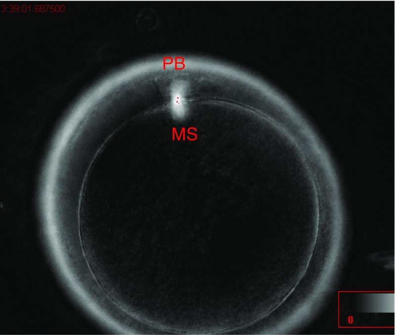 Fig. 3